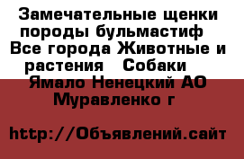 Замечательные щенки породы бульмастиф - Все города Животные и растения » Собаки   . Ямало-Ненецкий АО,Муравленко г.